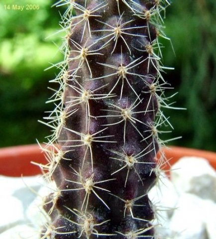 Austrocactus _coxii _03